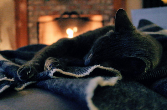 How To Keep Your Pets Safe By The Fire