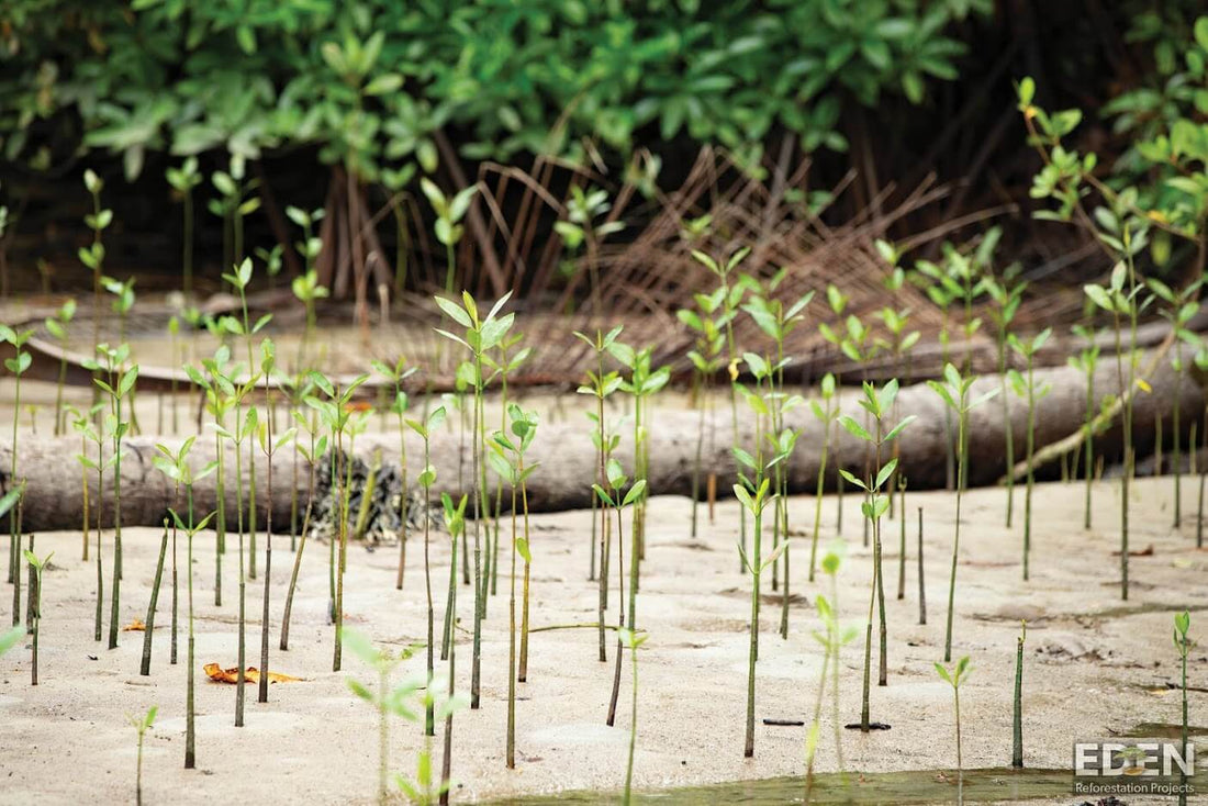 Newly grown mangroves in Indonesia 