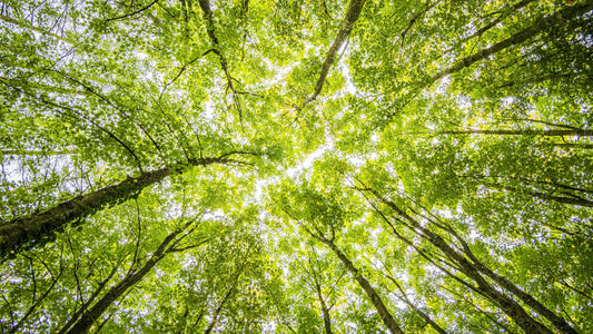 Converting Reviews Into Forests: Contribute to Reforestation with Just a Few Clicks (Updated Feb 2023)