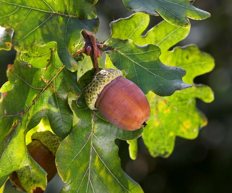 Is Kiln-Dried Oak Good Firewood For Wood Burning Stoves?