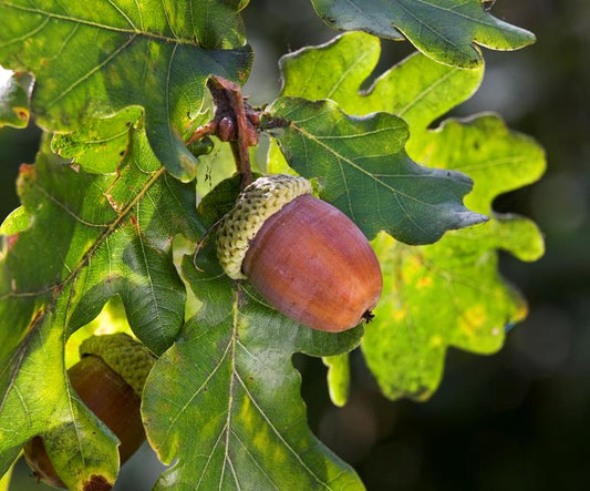 Is Kiln-Dried Oak Good Firewood For Wood Burning Stoves?